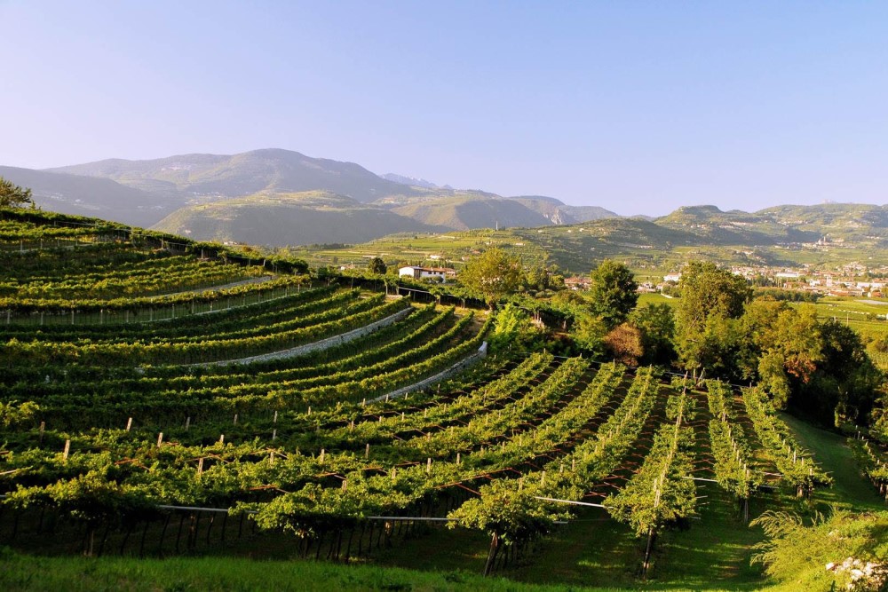 Amarone della Valpolicella: curiosità, Svinando