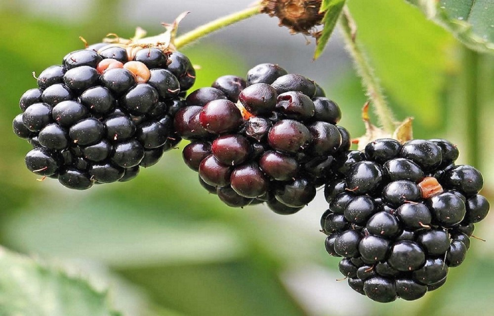 I Frutti di Bosco, una scorpacciata di salute Gli effetti benefici di  fragole di bosco, lamponi, mirtilli, ribes e more Verdidea Magazine